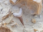 Зуб акулы Striatolamia macrota, Мангышлак