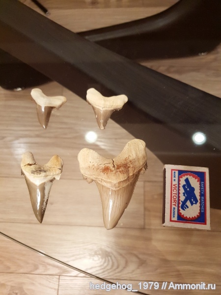 палеоген, эоцен, кайнозой, Otodus, бартон