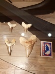 Зубы ископаемой акулы Otodus,