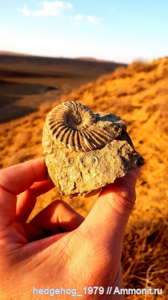 аммониты, Leymeriella, Leymeriella tardefurcata