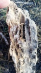 Mooreoceras sp. (?)
