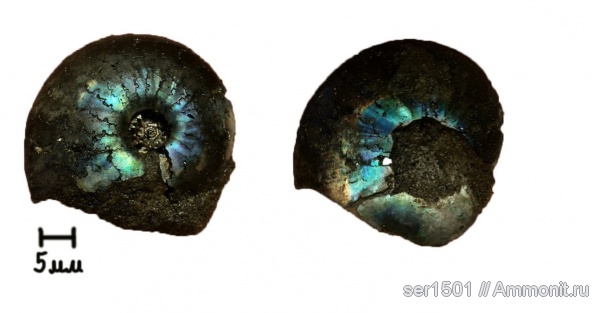 Garniericeras catenulatum