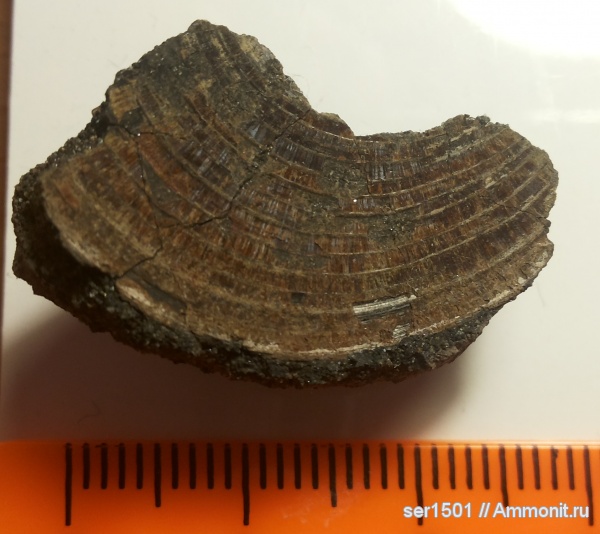 Entolium
