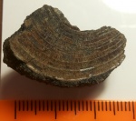 Entolium