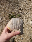 Брахиопода Gigantoproductus