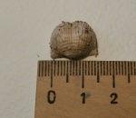 Брахиопода Eomarginifera lobata