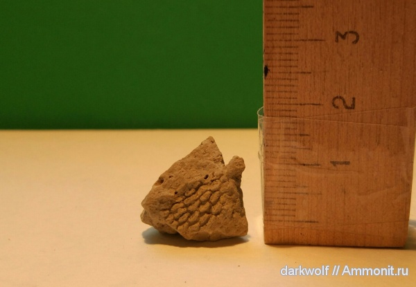 Permian, Ectoprocta