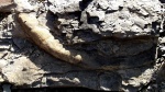 Calamites