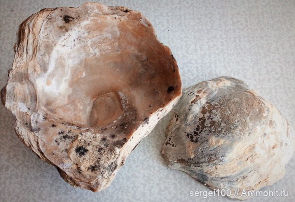 Gryphaea