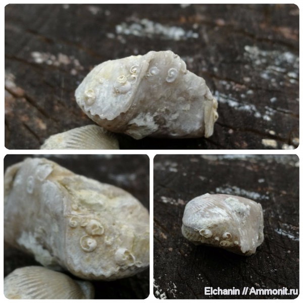 брахиоподы, девон, Ripidiorhynchus, Microconchida, Epizoans, Palaeoconchus
