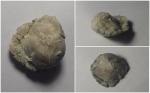 "Живучая" Athyris concentrica