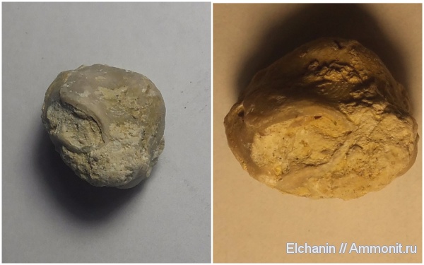 брахиоподы, девон, Athyris concentrica, Athyridida