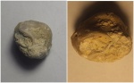 Athyris concentrica с повреждением
