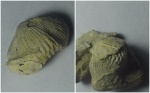 Ripidiorhynchus