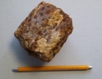 Стигмария