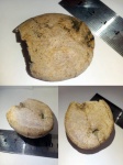 Echinocorys