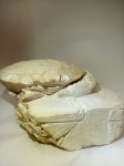 Xanthopsis