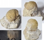 Ядро брахиоподы Strophomenida