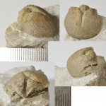 Ядро брахиоподы Clitambonites