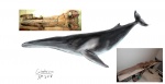 cetotherium Riabinini reconstruction