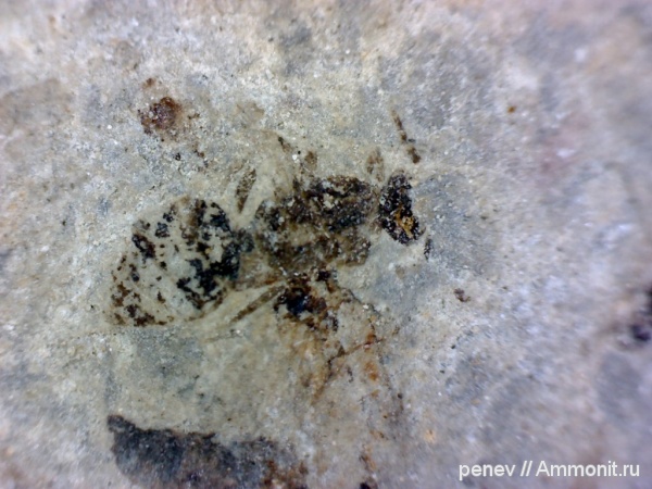 Hymenoptera