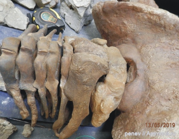 киты, Cetotherium