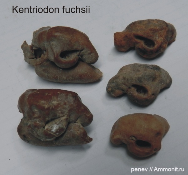 new cetotherium skeleton