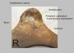 Cetotherium - правая тазовая кост