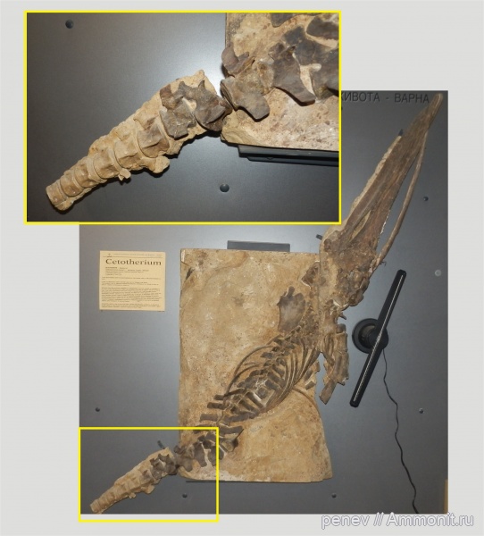 Cetotherium, Cetotherium sp
