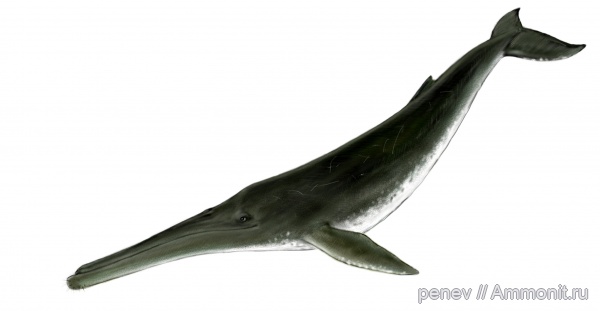 Cetotherium
