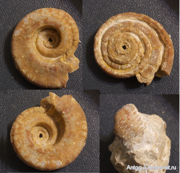 Omphalotrochus