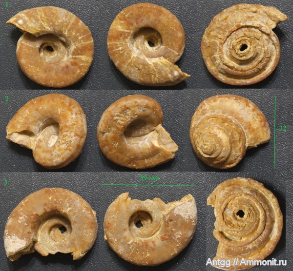 Omphalotrochus