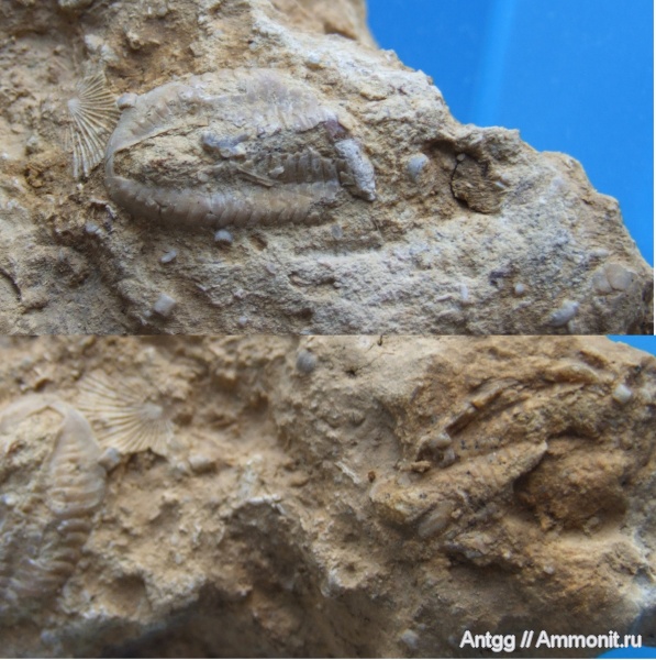 Griffithides