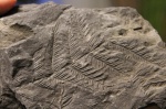 Alethopteris