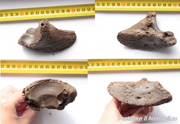 плейстоцен, Bison, Bison priscus, Алтай