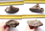 Bison priscus