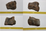 Mammuthus primigenius