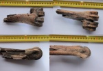 Bison priscus