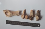 Canis lupus