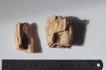 Coelodonta antiquitatis