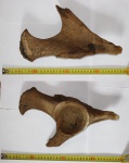 Coelodonta antiquitatis