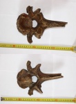 Coelodonta antiquitatis