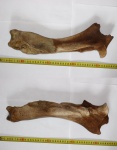 Coelodonta antiquitatis