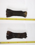 Bison priscus