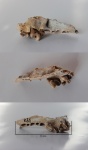 Vulpes vulpes