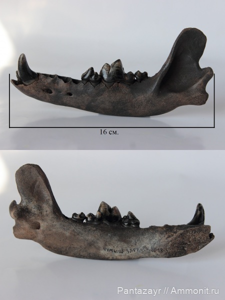 плейстоцен, Canis, Canis lupus, Алтай