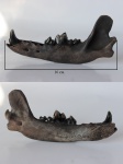 Canis lupus