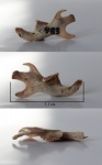 Cricetus cricetus
