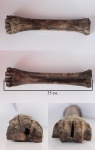 Megaloceros giganteus