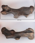 Coelodonta antiquitatis
